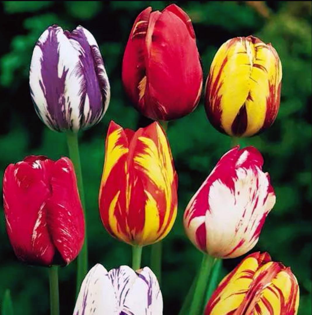 世界上最贵的花是什么,史上最贵的十种花和价格