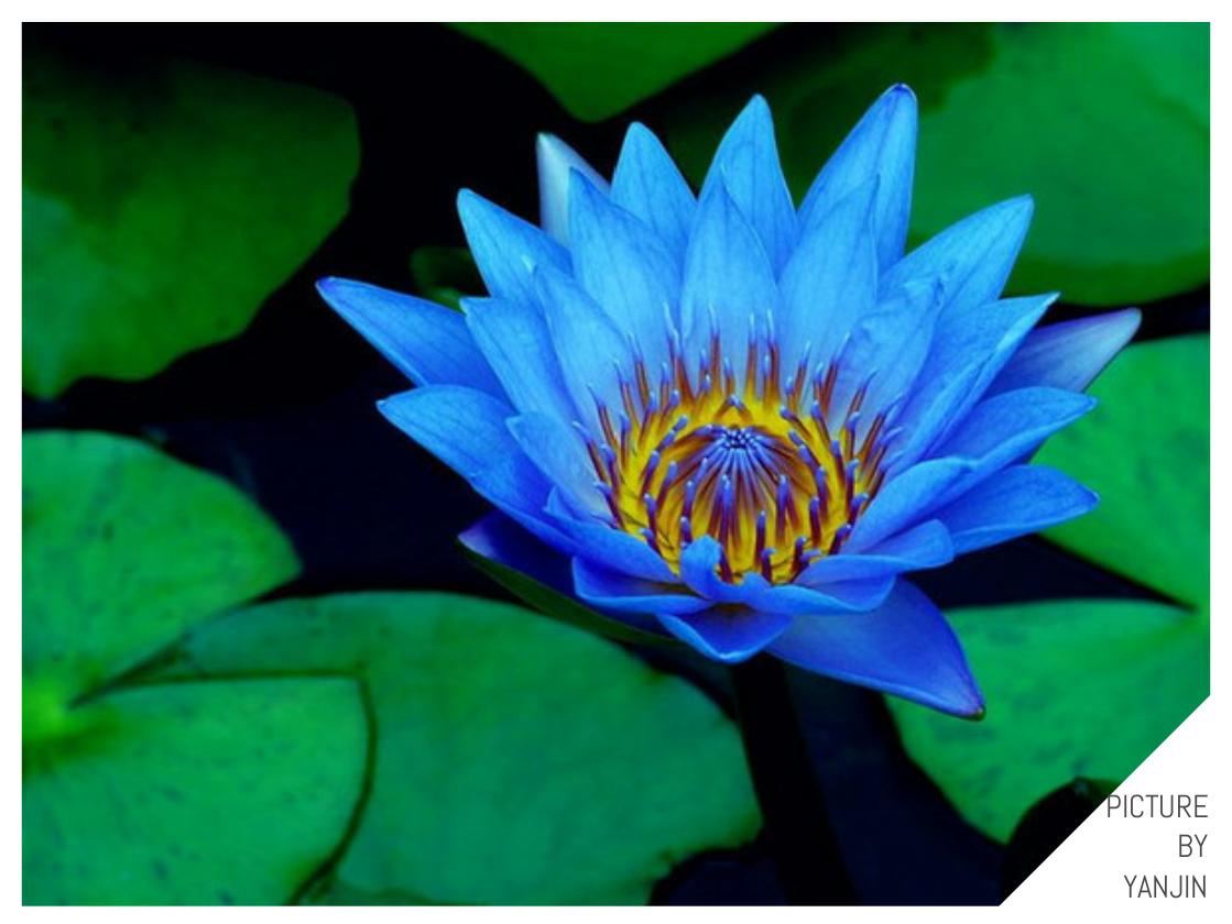 世界上最贵的花是什么,史上最贵的十种花和价格