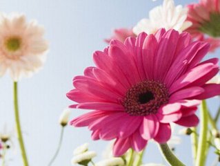 白带清洁度2度却检查出支原体,白带清洁度检查出来有炎症怎么办