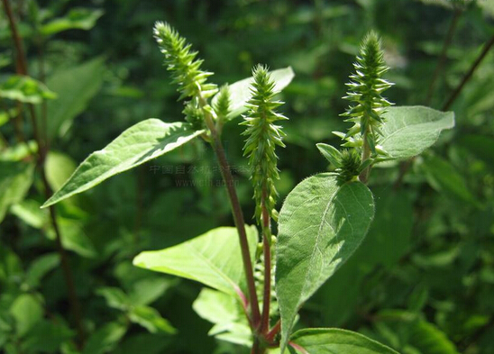 乐山金口河2大地理标志产品:川牛膝吃天麻