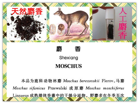 人工麝香和天然麝香区别,人工麝香和天然麝香疗效一样吗