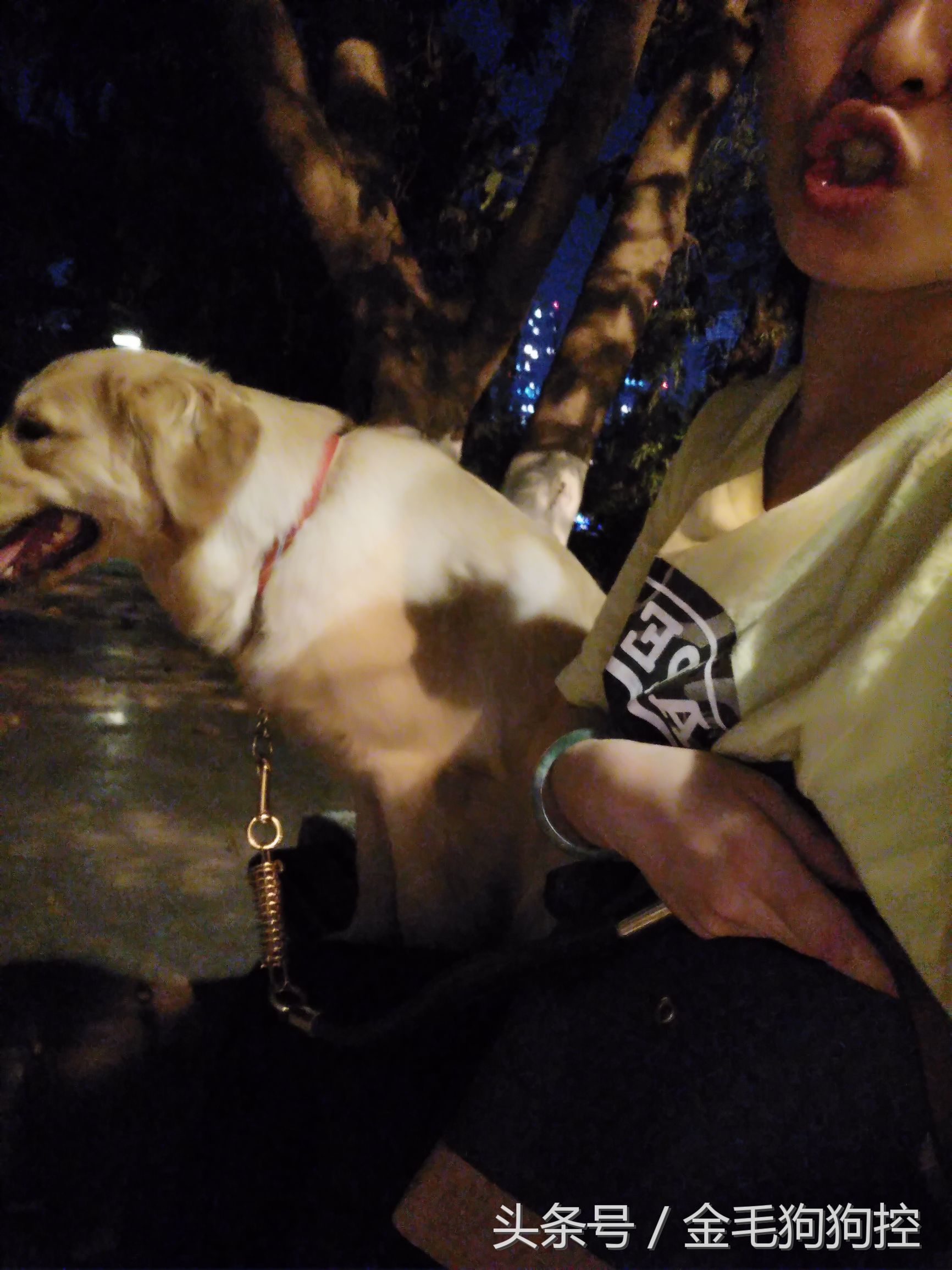 女主人和金毛妹妹组合四连拍 二逼女主人和宠物狗成长记