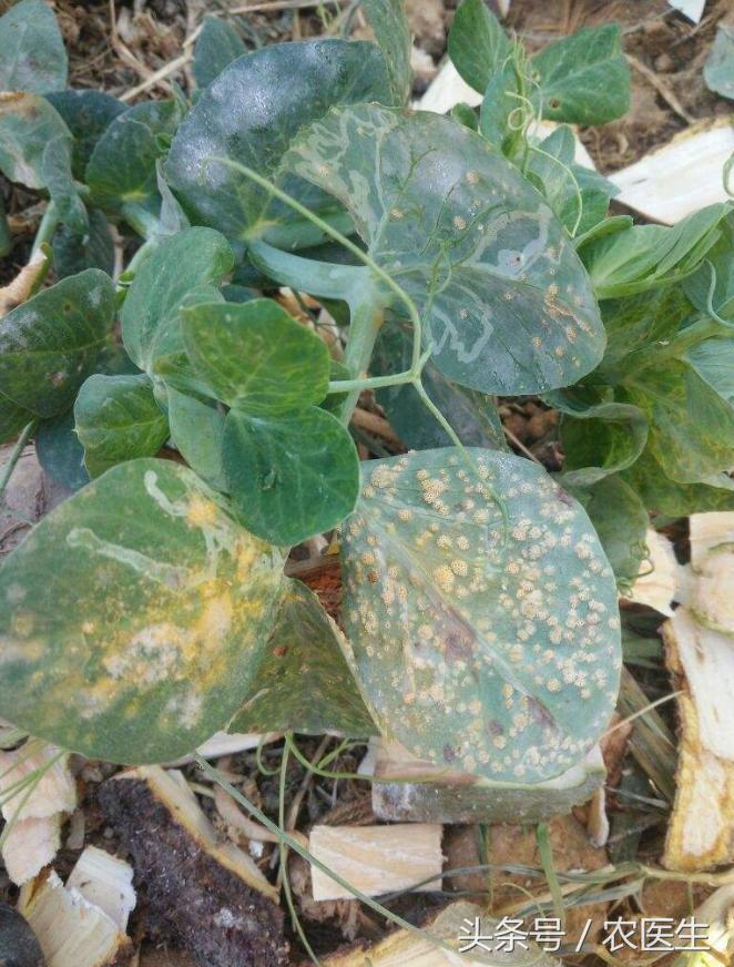 茄子灰霉病的最佳防治方法,茄子灰霉病打什么药好