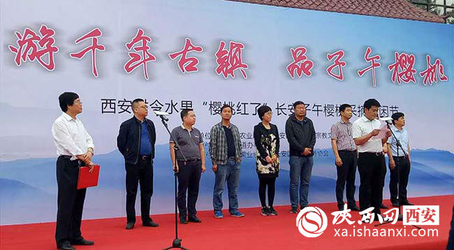 樱桃红了你来摘不摘,樱桃红了等你来采摘