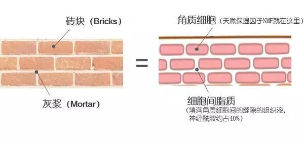 保护皮肤屏障做什么修护,保护好皮肤最外层的屏障