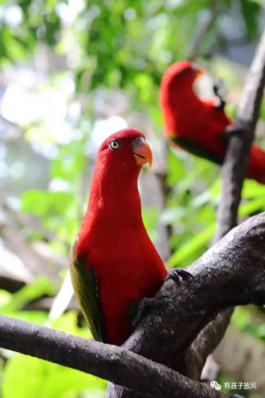 广州长隆野生动物园游玩攻略,广州长隆野生动物园攻略自由行