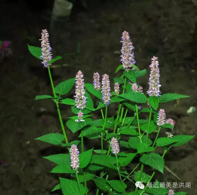 农村随处可见的野草,农村随处可见的草也能卖