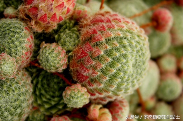 这六种多肉便宜又好养，快来在阳台养出来吧