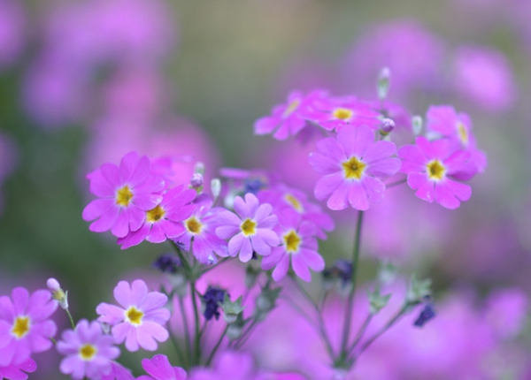 发哥双胆图,发哥36岁生日