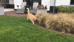 活生生的看着雪白的萨摩耶跟着哈士奇变成黑黢黢的