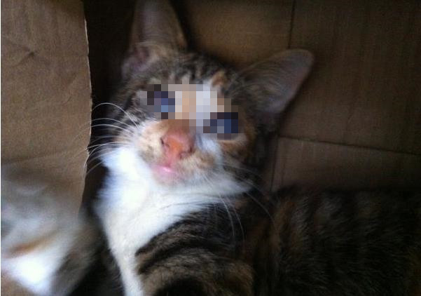 流浪小猫的眼睛被母猫遗弃,流浪猫眼睛溃脓结痂
