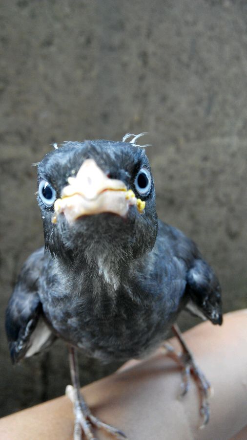 宠物知识在线解答,宠物八哥知识大全