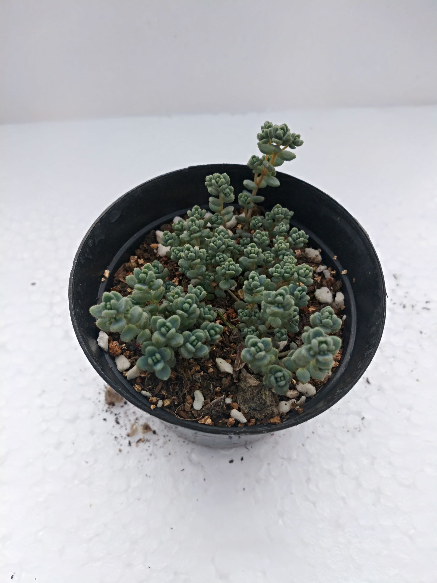 旋叶姬星美人状态,旋叶姬星美人蔫了怎么办