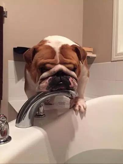 英国斗牛犬饲养方法,英国斗牛犬性格怎么样