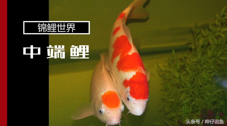 新手小白养锦鲤的日常,新手养锦鲤必看