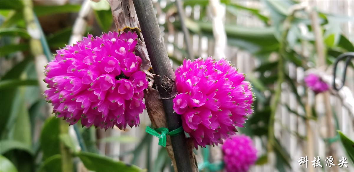 三星s8和s8+哪个更值得入手,三星s8和s8+的区别哪个好