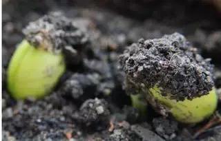 为什么现在的种子发芽还是活不了,种子为什么不发芽