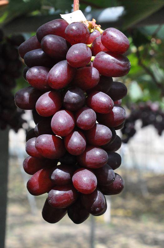 七星女王葡萄的优点和缺点,七星女皇葡萄简介