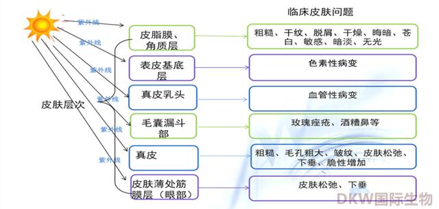 逆龄抗衰超声刀,逆龄超声刀效果怎么样