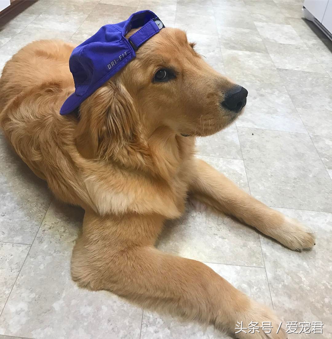 狗狗吐奶什么原因,小狗崽吐奶是怎么回事