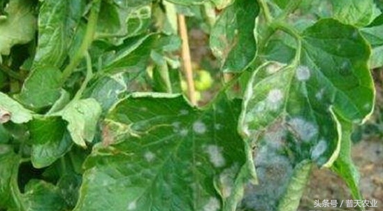 番茄表面有白霜怎么办,番茄染衣服怎么办