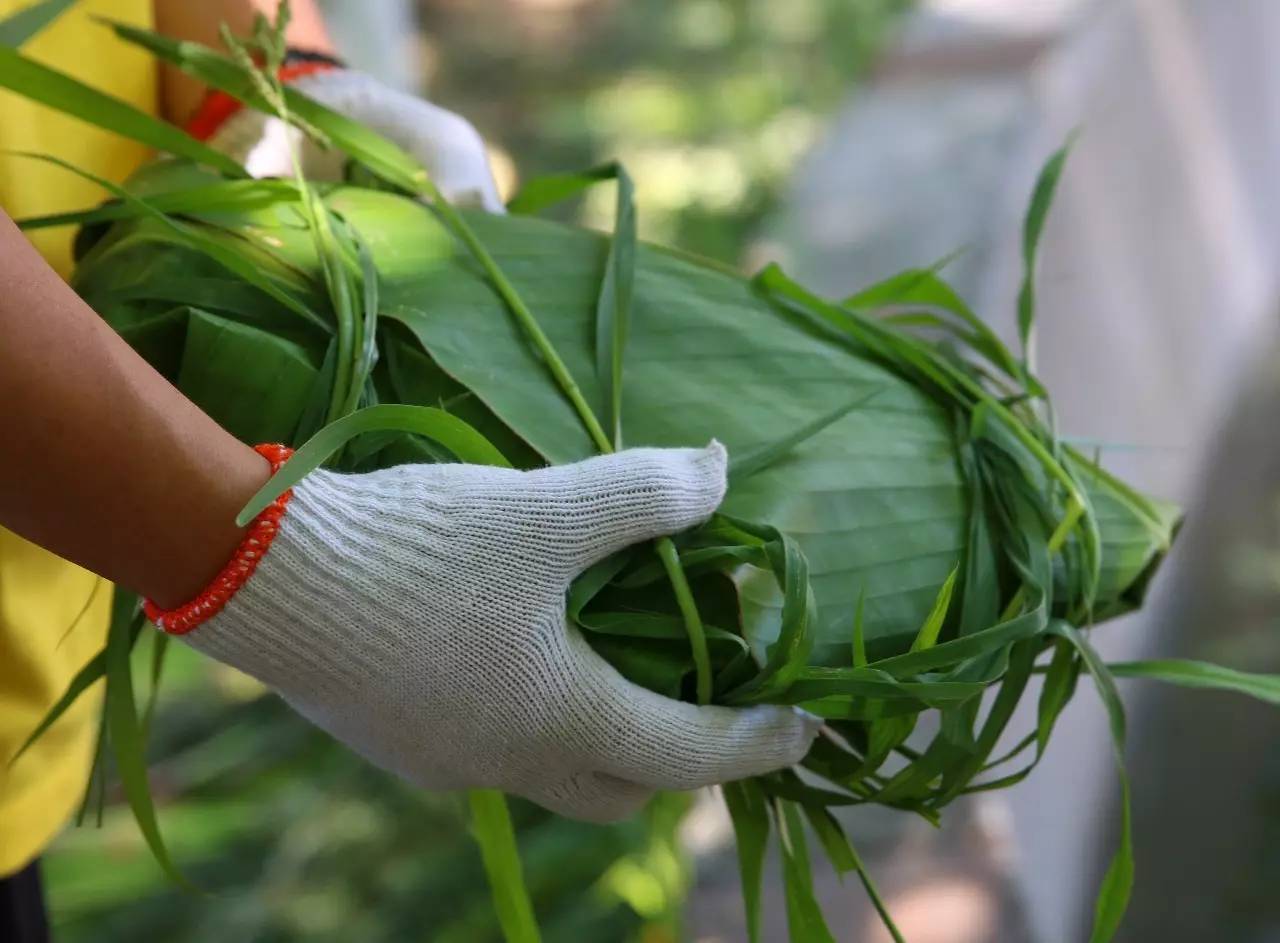 端午节河马夫妇享受浪漫艾草浴，你们端午在干什么？