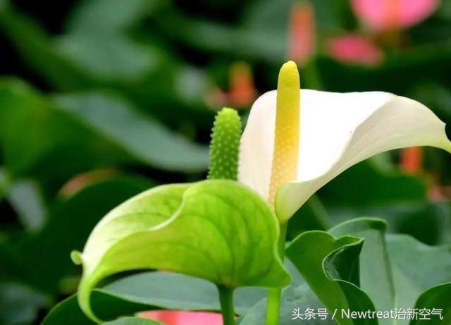 可以吸甲醛净化空气的绿植,吸甲醛的适合室内的绿植排名