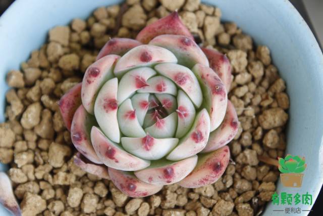 吉娃娃正版颜色,正版吉娃娃