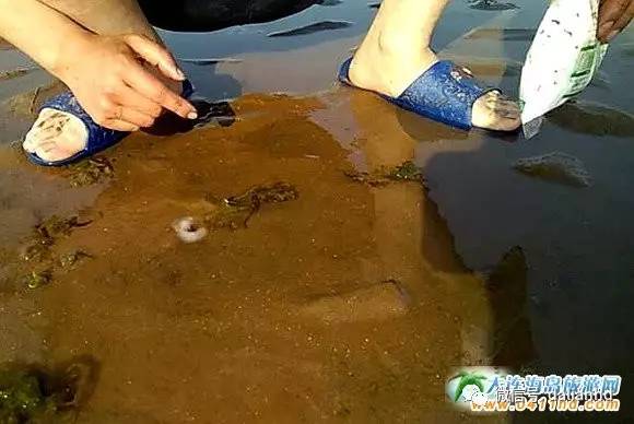 大连海岛趣事：这种海鲜，玩起来比吃都过瘾