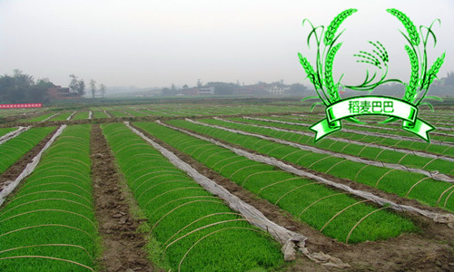 水稻苗期叶片发黄怎么办,水稻秧苗发黄怎么回事