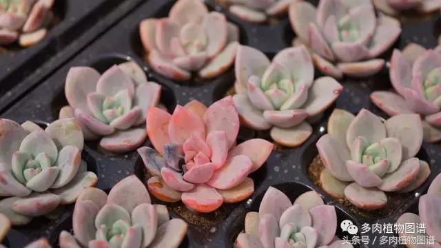 扦插多肉叶片化水了怎么办,多肉化水的叶子要摘除吗