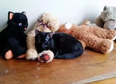 主人救了小猫,主人癫痫发作猫反应