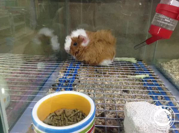 北京回龙观花鸟鱼虫,昌平回龙观附近的花鸟鱼虫市场