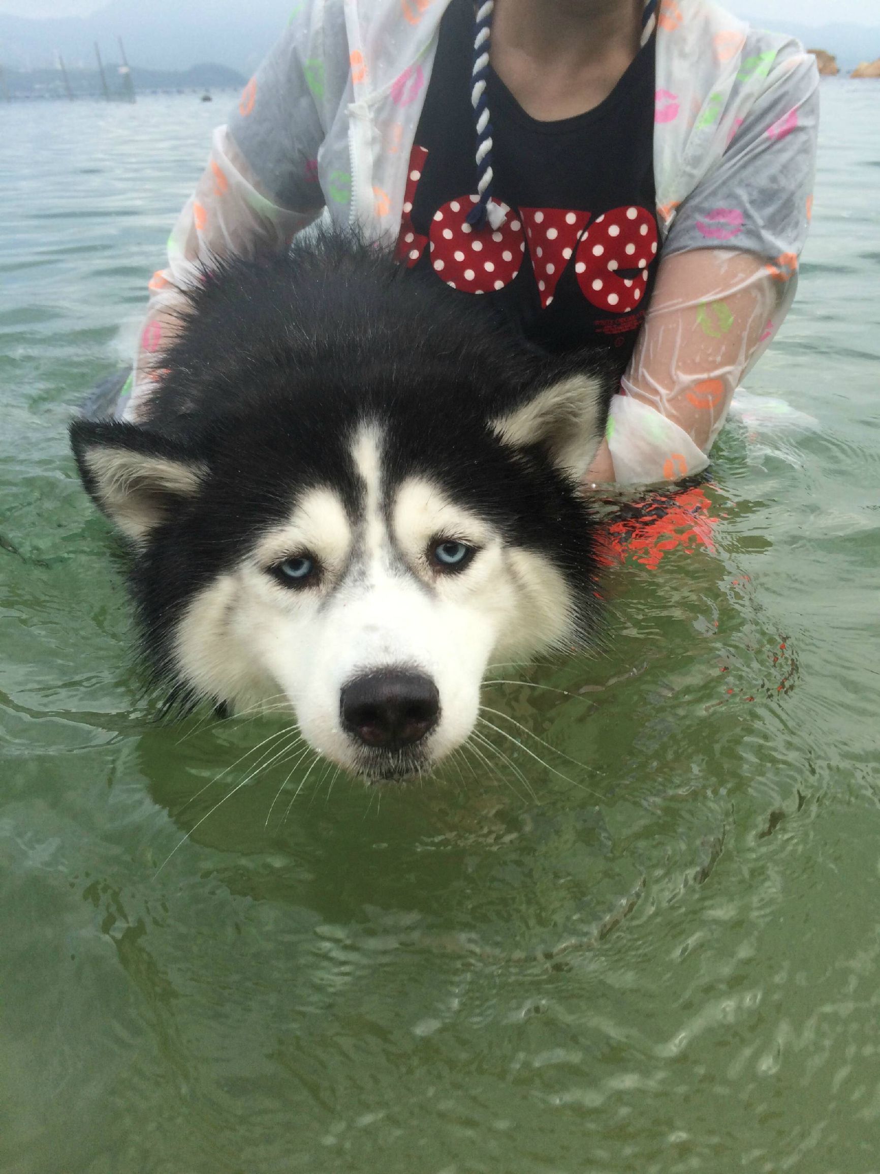 二哈偷吃被揍,二哈偷吃被卡住