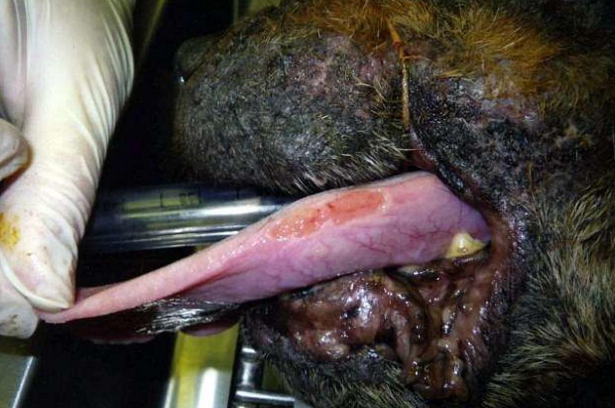 狠心的主人杀病猫,残忍主人将藏獒囚禁12年