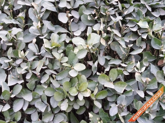 最顶级的三星手机,三星最良心的一款手机