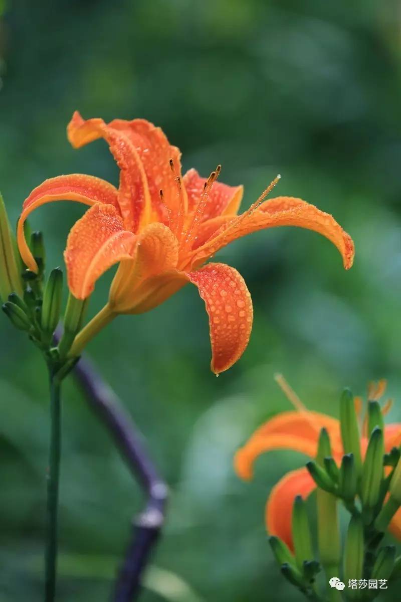 除了康乃馨以外送给妈妈什么花,代表母亲的花是康乃馨