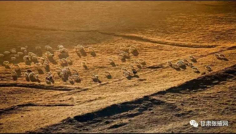 肃北最近发生的大事,肃南最新新闻