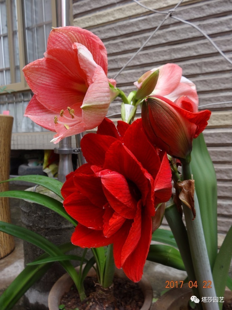 小城花事，泥土中滋生的花园梦