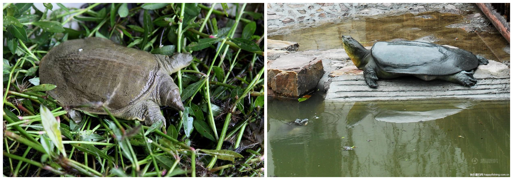 珍禽异兽现状图片,珍禽异兽种类繁多