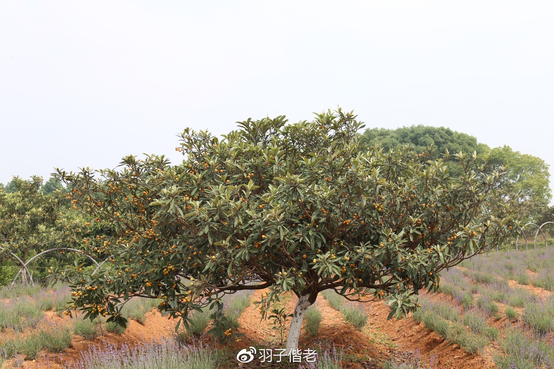 溧阳日日春农庄一日游,溧阳日日春农庄