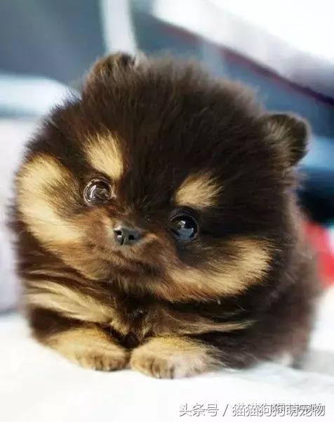 最可爱茶杯犬,16只茶杯犬