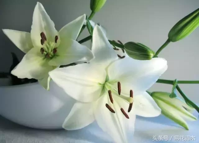 地栽百合花种球会自己繁殖吗,百合花的栽培视频