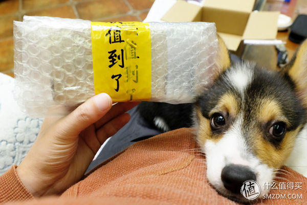 目测托米你要火!丝倍亮成犬全价托米亲吃评测以及托米的成长史