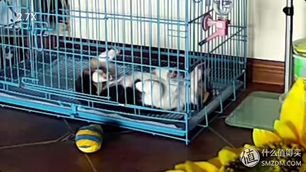 目测托米你要火!丝倍亮成犬全价托米亲吃评测以及托米的成长史