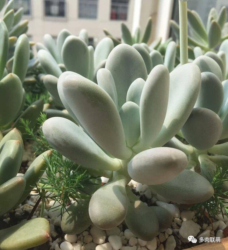 韩系美人多肉,稀有的美人系多肉