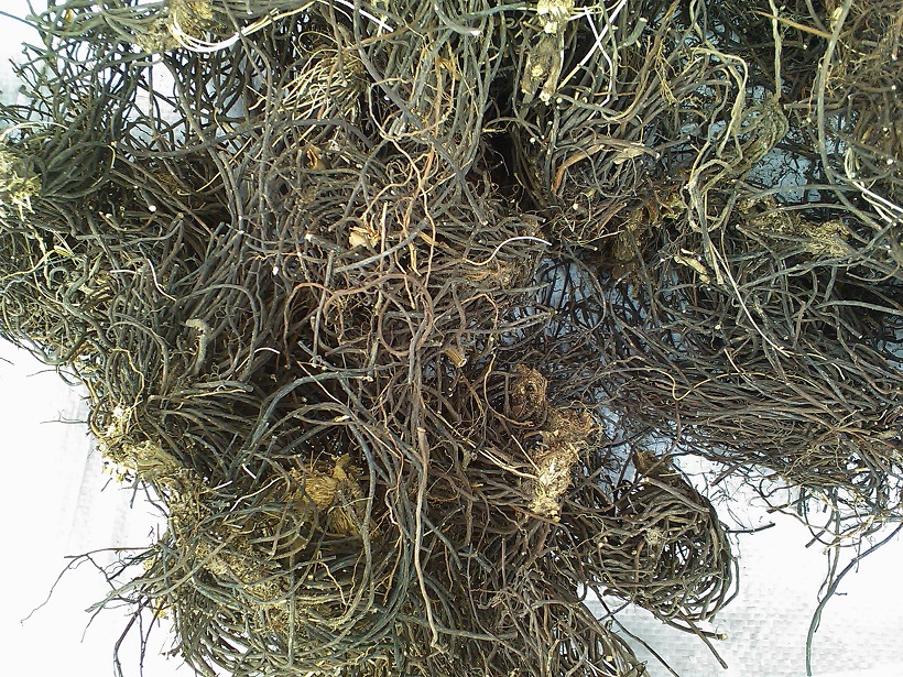 既能祛风湿又能强筋骨的药,五加皮治疗风湿关节的正确用法