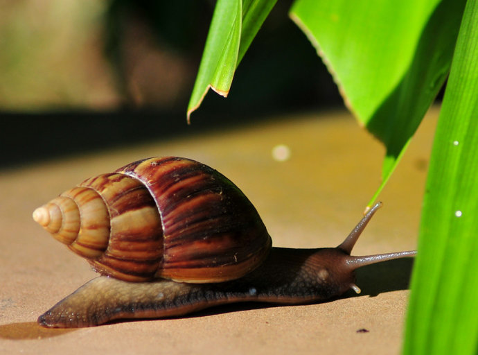 我们常见的蜗牛可不可以吃,蜗牛难道也可以吃吗