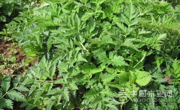 当归的功效与作用,川芎的功效与作用主治乳腺增生