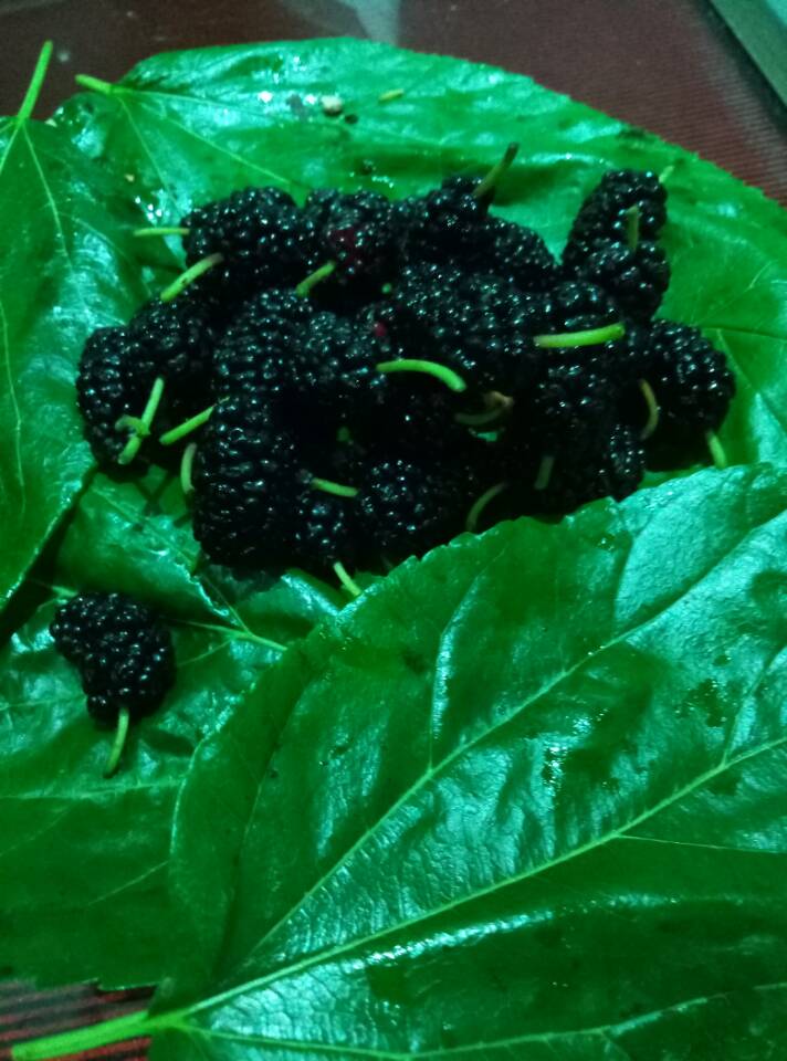 桑果酒配方大全,桑葚养生酒配方